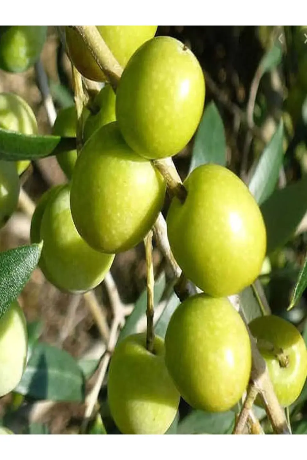 10 Adet Halhalı Zeytin Fidanı Tüplü Yaş 1-2 Boy 60-80 cm