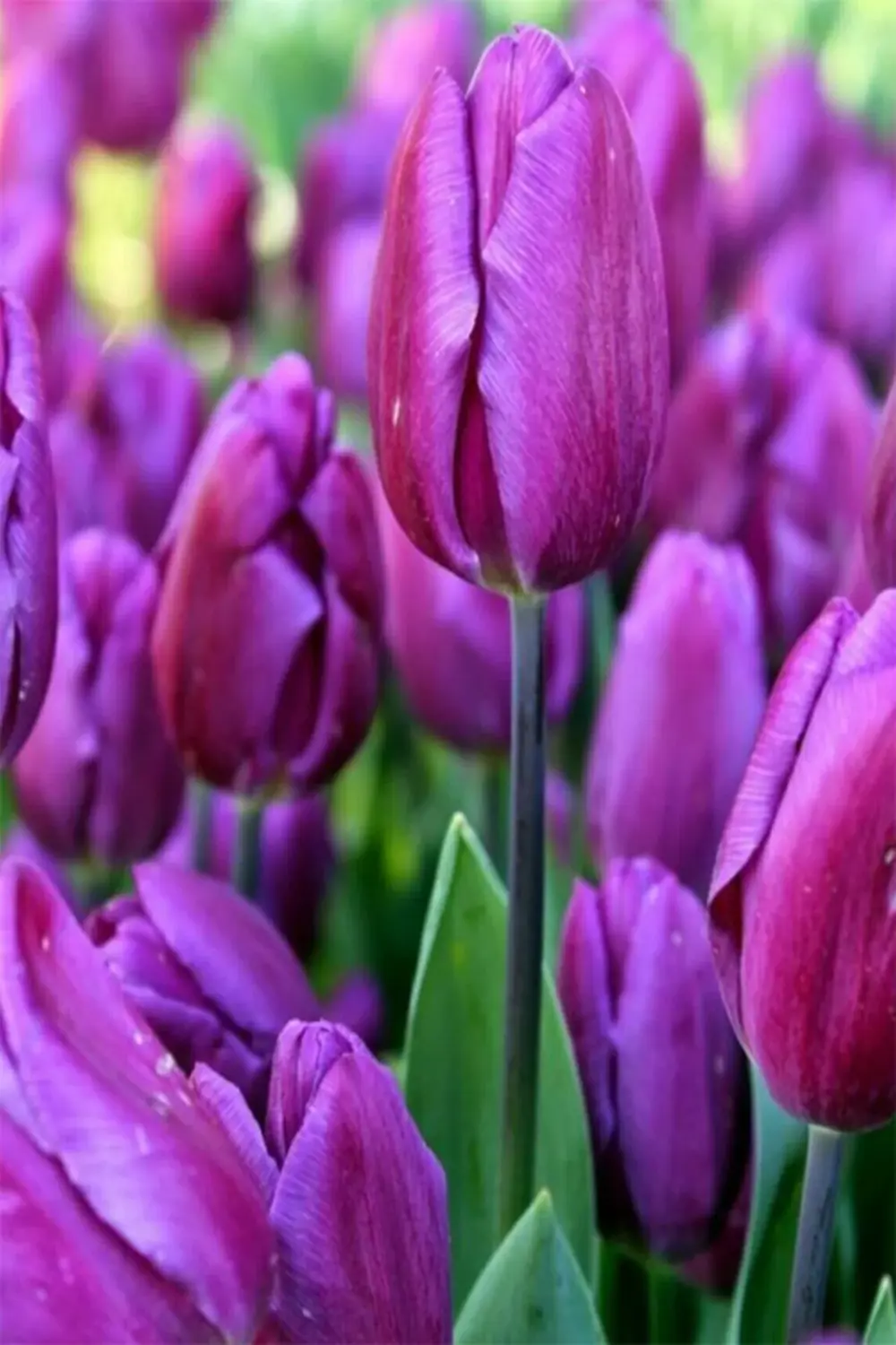 10 Adet Hollanda Lale Soğanı Mor