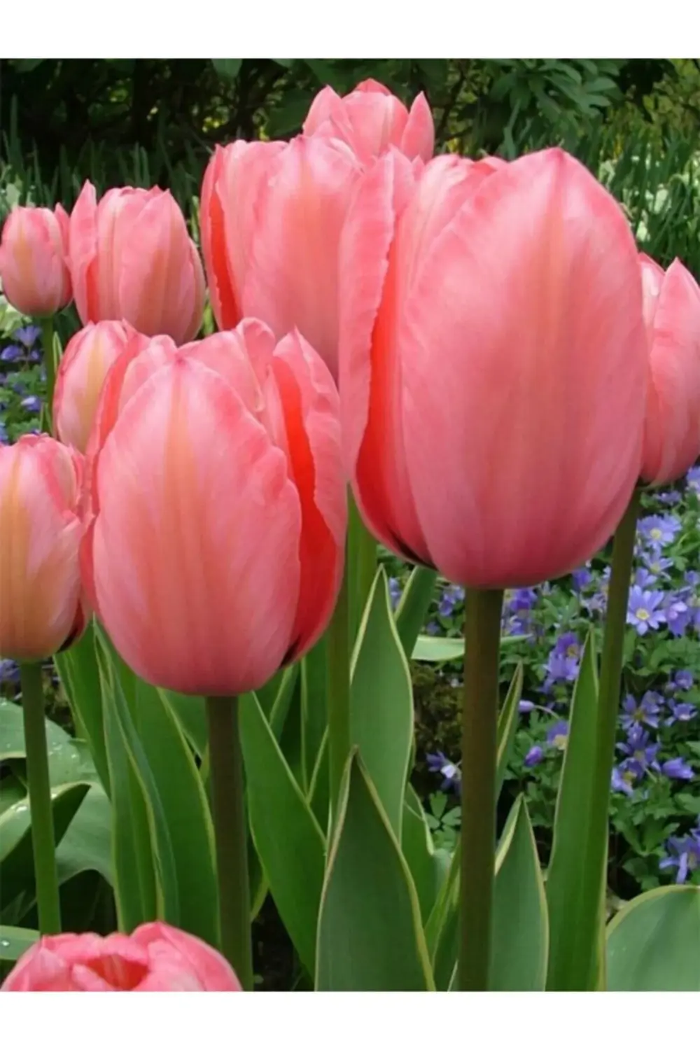 10 Adet Hollanda Lale Soğanı Pembe