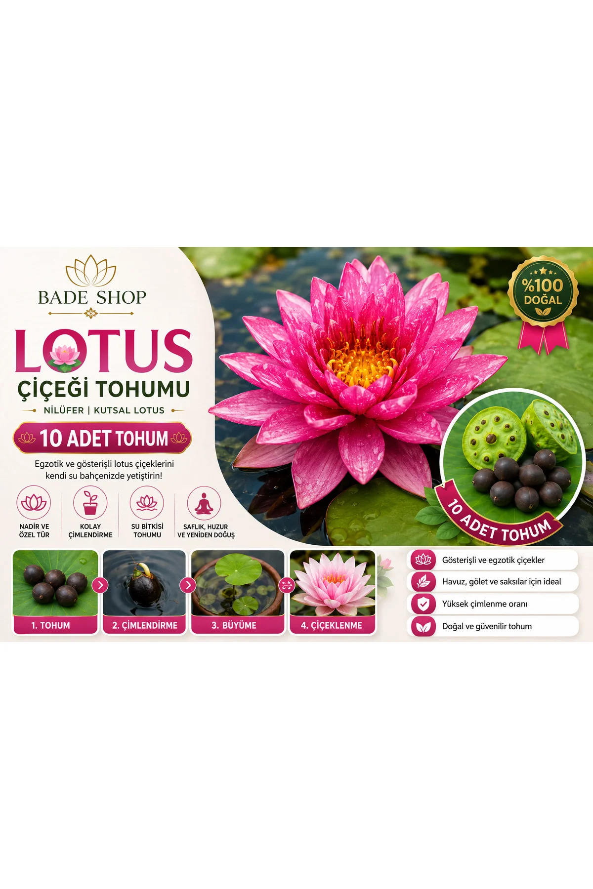 10 Adet Karışık Renklerde Lotus (Nilüfer) Çiçeği Tohumu Fiyatı, Yorumları ve Özellikleri