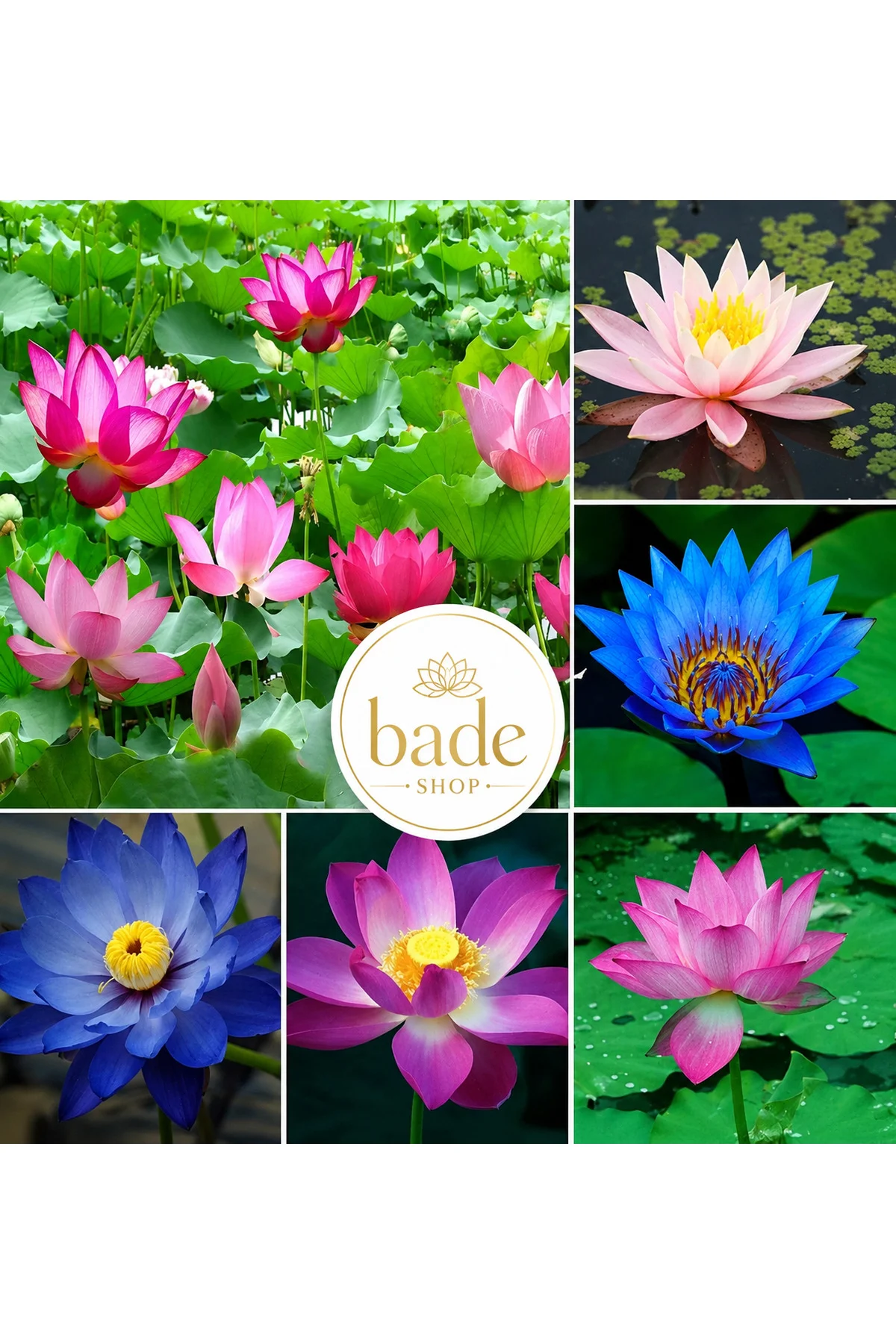 10 Adet Karışık Renklerde Lotus (Nilüfer) Çiçeği Tohumu Fiyatı, Yorumları ve Özellikleri