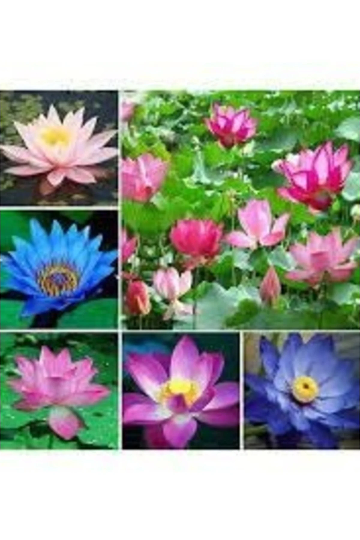 10 Adet Karışık Renkte Lotus Tohumu - Nilüfer Tohumu Seti