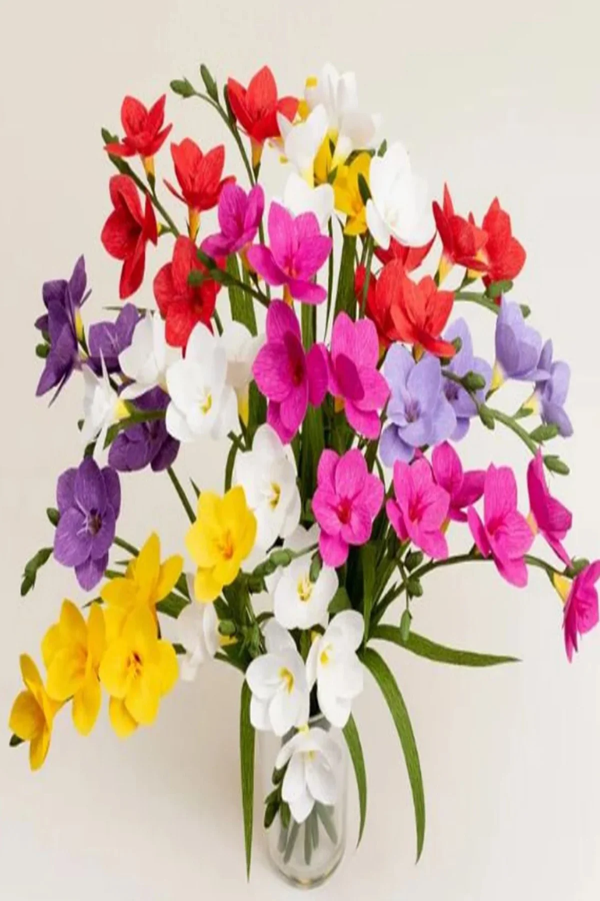 10 Adet Karışık Renk Frezya Çiçeği ( Freesia ) Arpa Çiçeği Soğanı Mis Kokulu Katmerli - Görsel 3