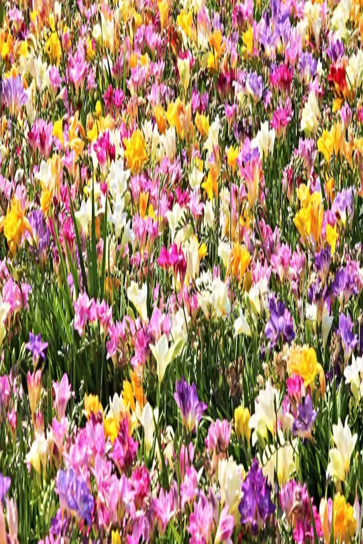 10 Adet Karışık Renk Frezya Çiçeği ( Freesia ) Arpa Çiçeği Soğanı Mis Kokulu Katmerli - Görsel 6