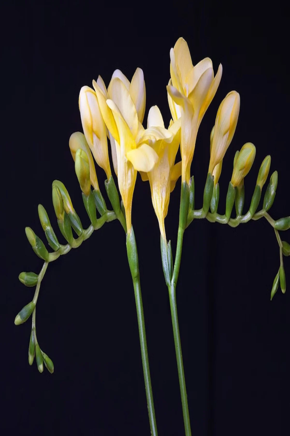 10 Adet Karışık Renk Frezya Çiçeği ( Freesia ) Arpa Çiçeği Soğanı Mis Kokulu Katmerli - Görsel 4