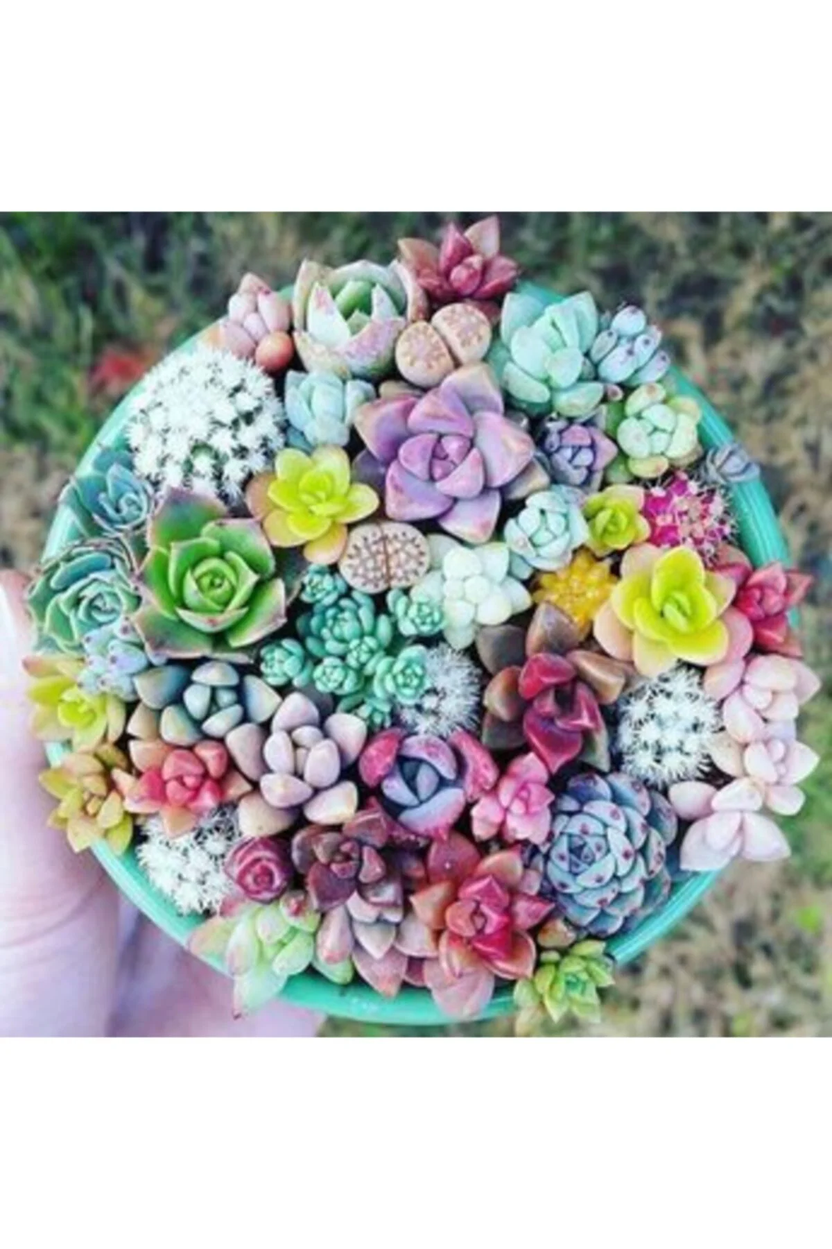 10 Adet Karışık Renkli Sukulent Çiçeği Tohumu