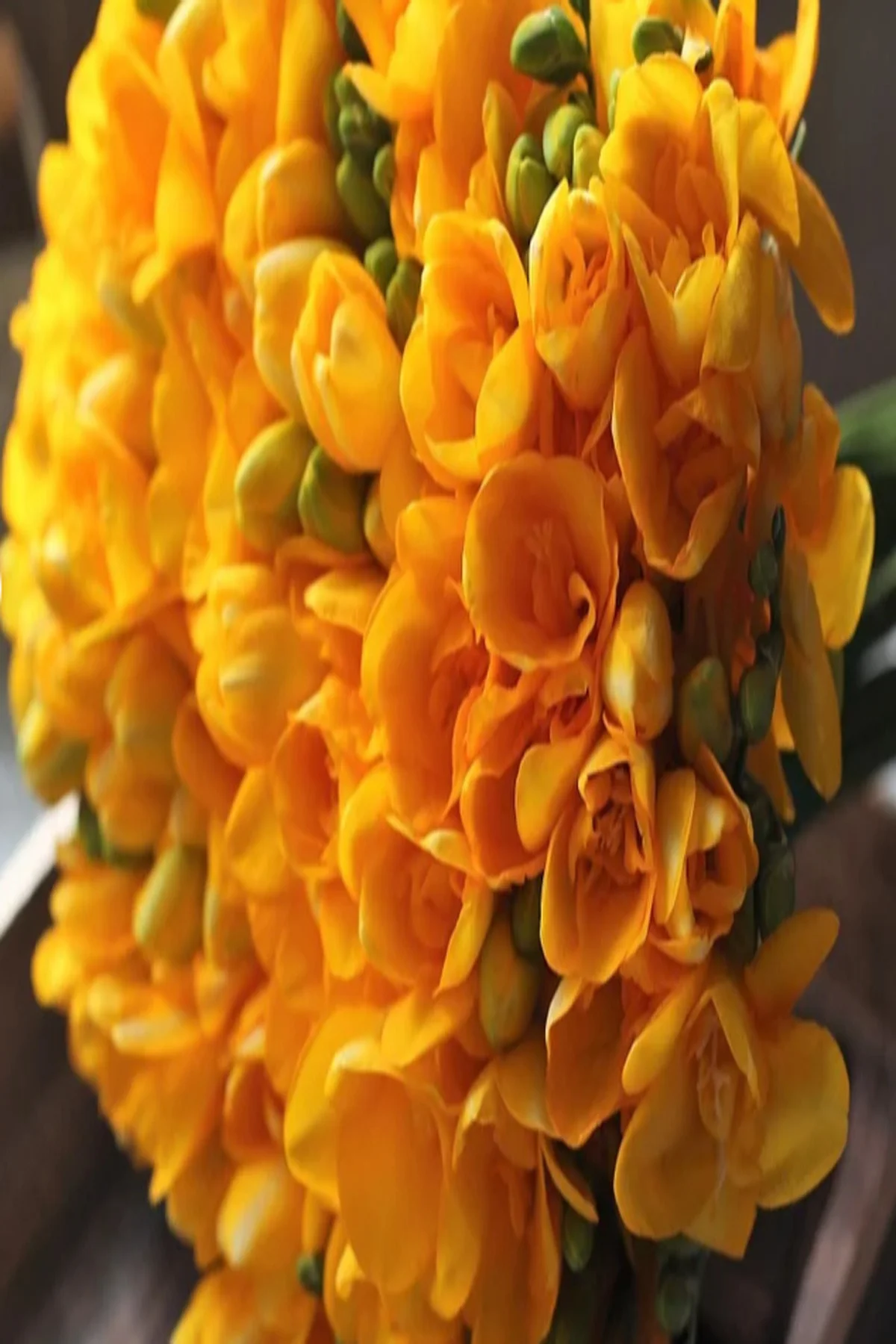 10 Adet Karışık Renk Frezya Çiçeği ( Freesia ) Arpa Çiçeği Soğanı Mis Kokulu Katmerli - Görsel 5