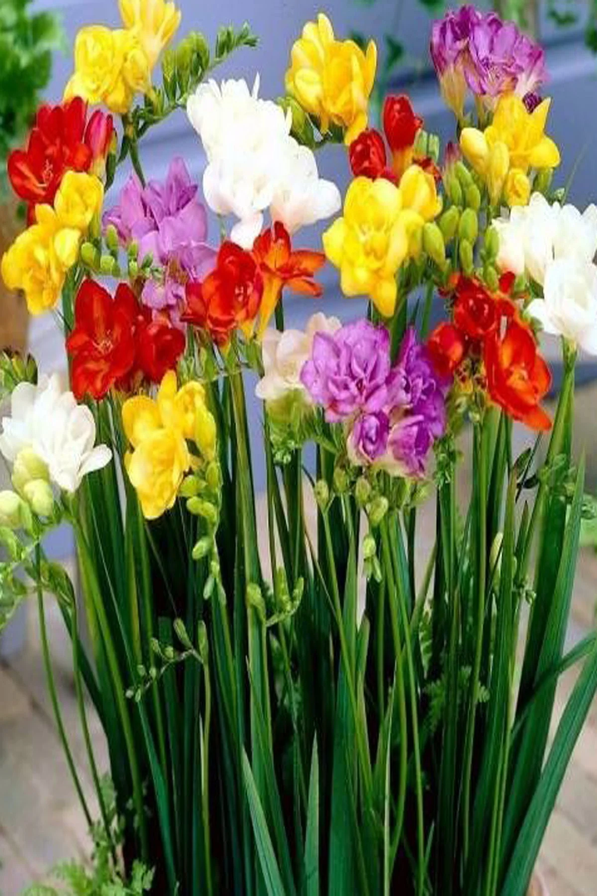 10 Adet Karışık Renk Frezya Çiçeği ( Freesia ) Arpa Çiçeği Soğanı Mis Kokulu Katmerli - Görsel 2