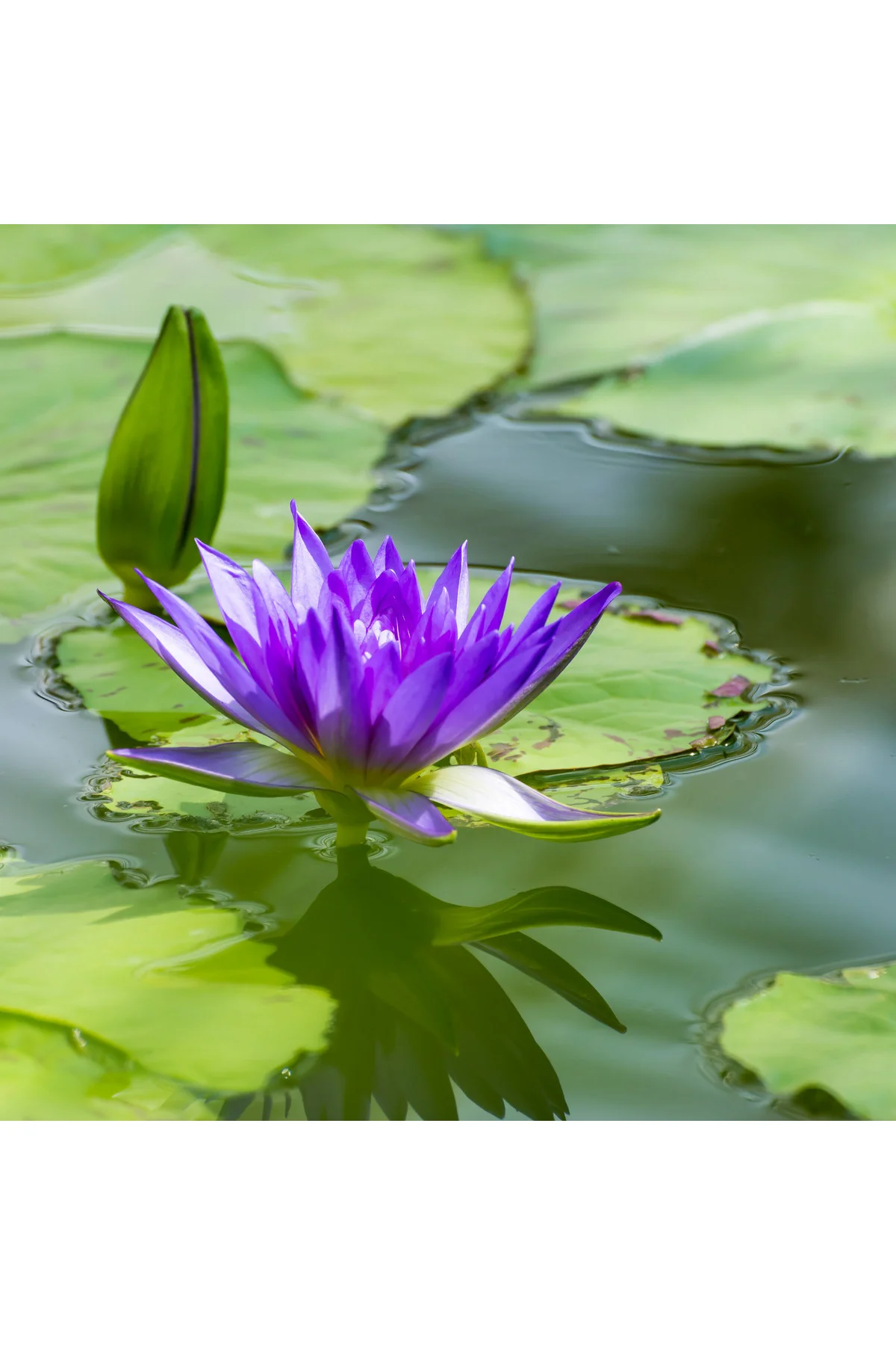 10 Adet Karışık Renklerde Lotus (Nilüfer) Çiçeği Tohumu Fiyatı, Yorumları ve Özellikleri