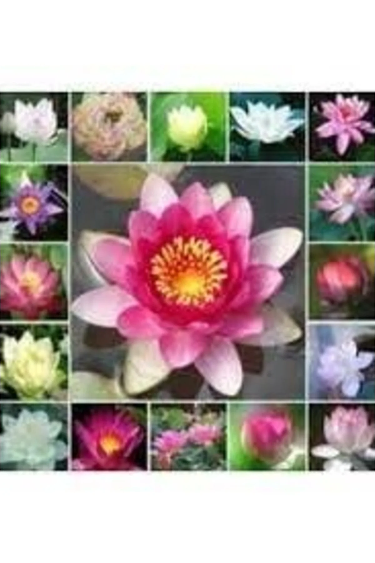 10 Adet Karışık Renkte Lotus Tohumu - Nilüfer Tohumu Seti