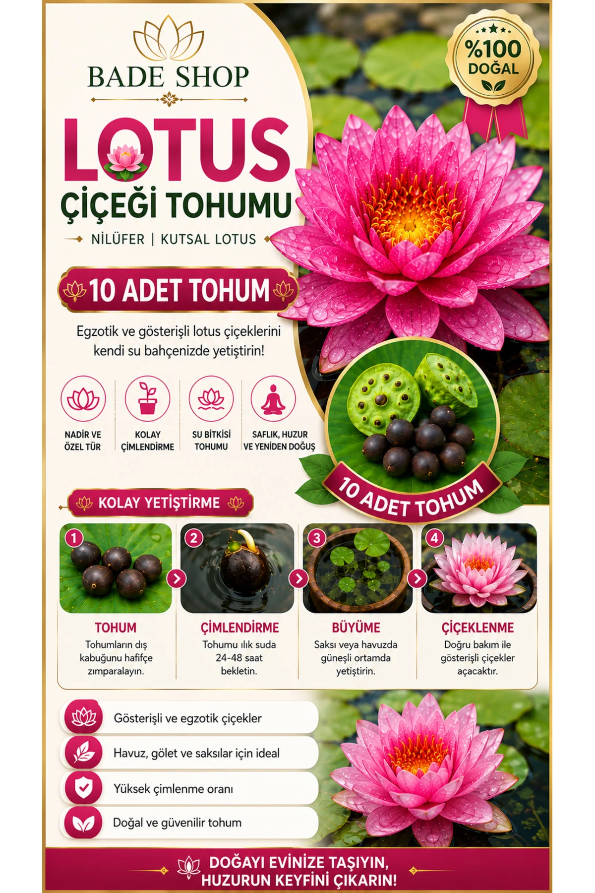 10 Adet Karışık Renklerde Lotus (Nilüfer) Çiçeği Tohumu Fiyatı, Yorumları ve Özellikleri