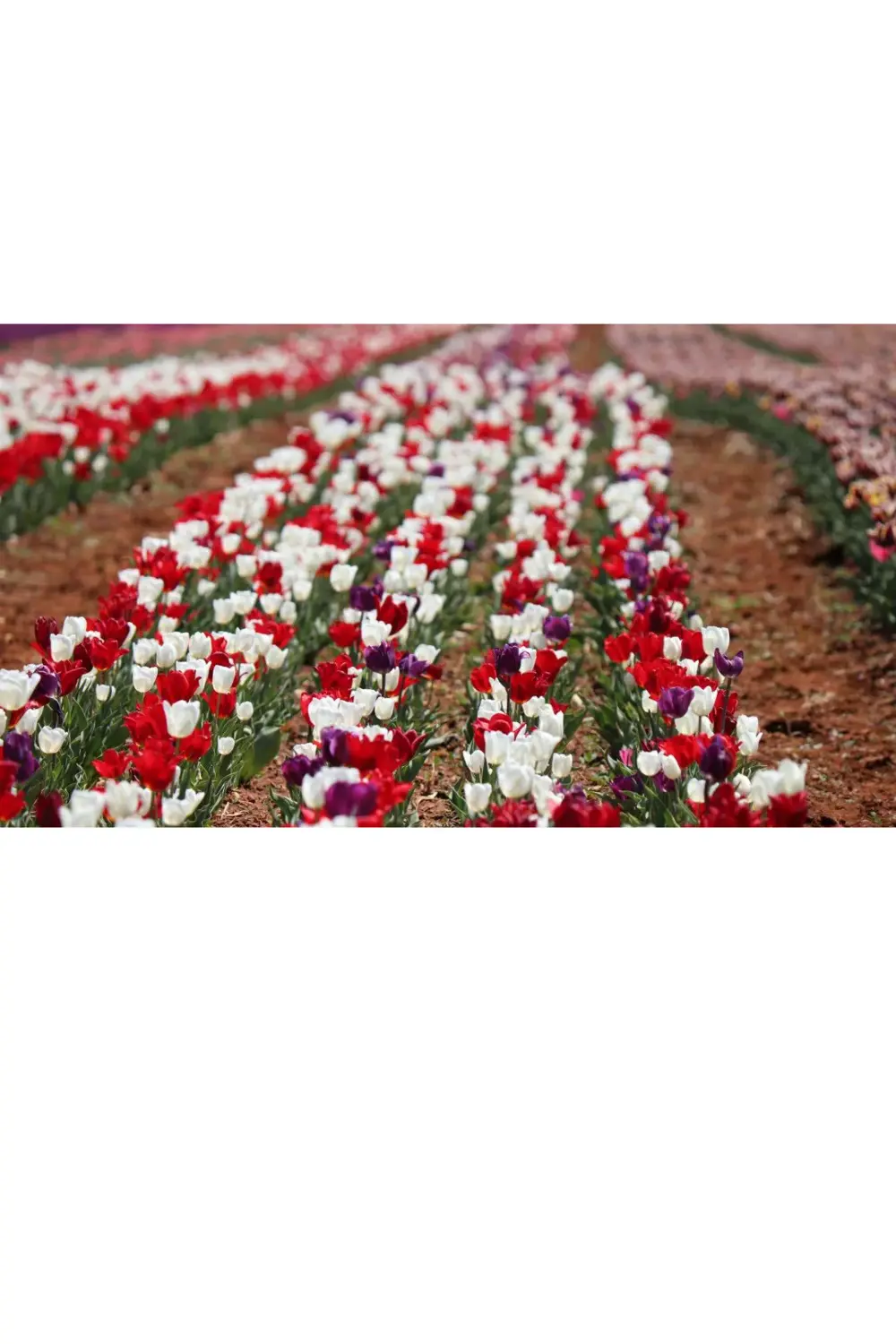 10 Adet Karışık Renkli Lale Çiçeği Soğanı