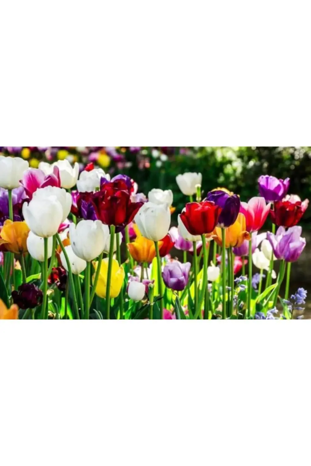 10 Adet Karışık Renkli Lale Çiçeği Soğanı