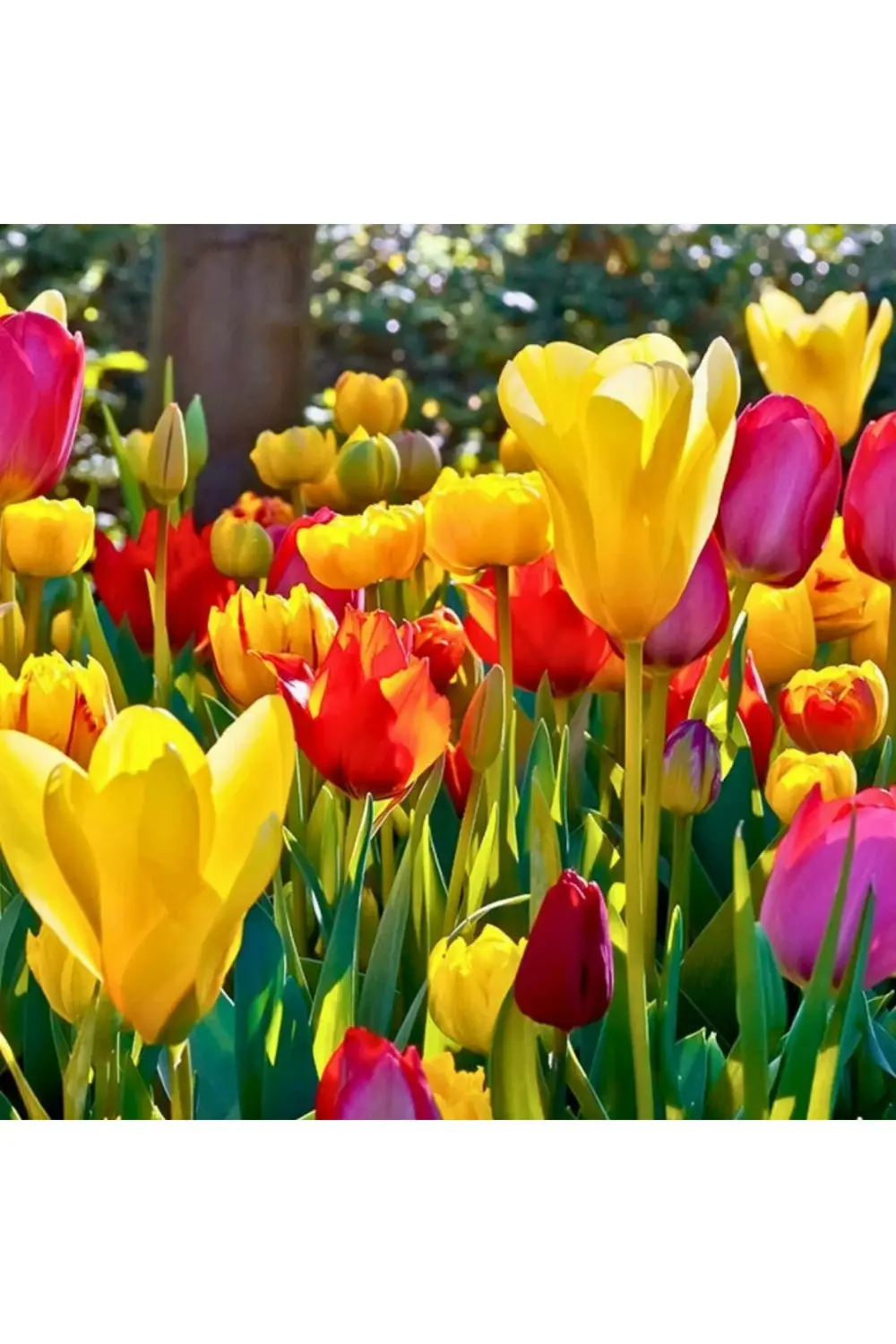 10 Adet Karışık Renkli Lale Çiçeği Soğanı