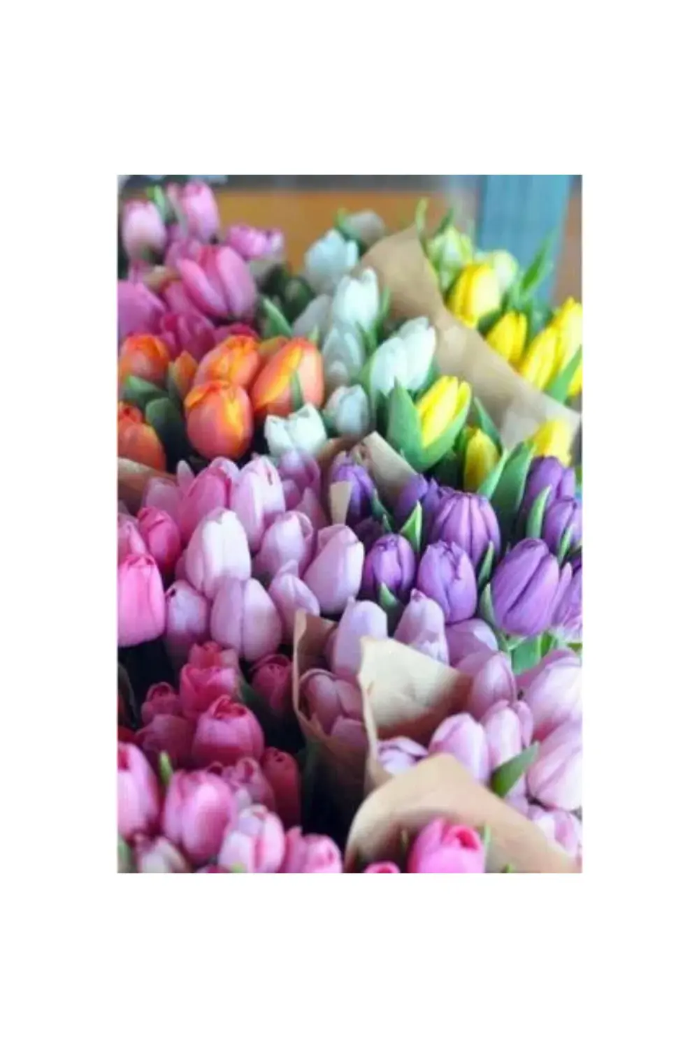 10 Adet Karışık Renkli Lale Çiçeği Soğanı