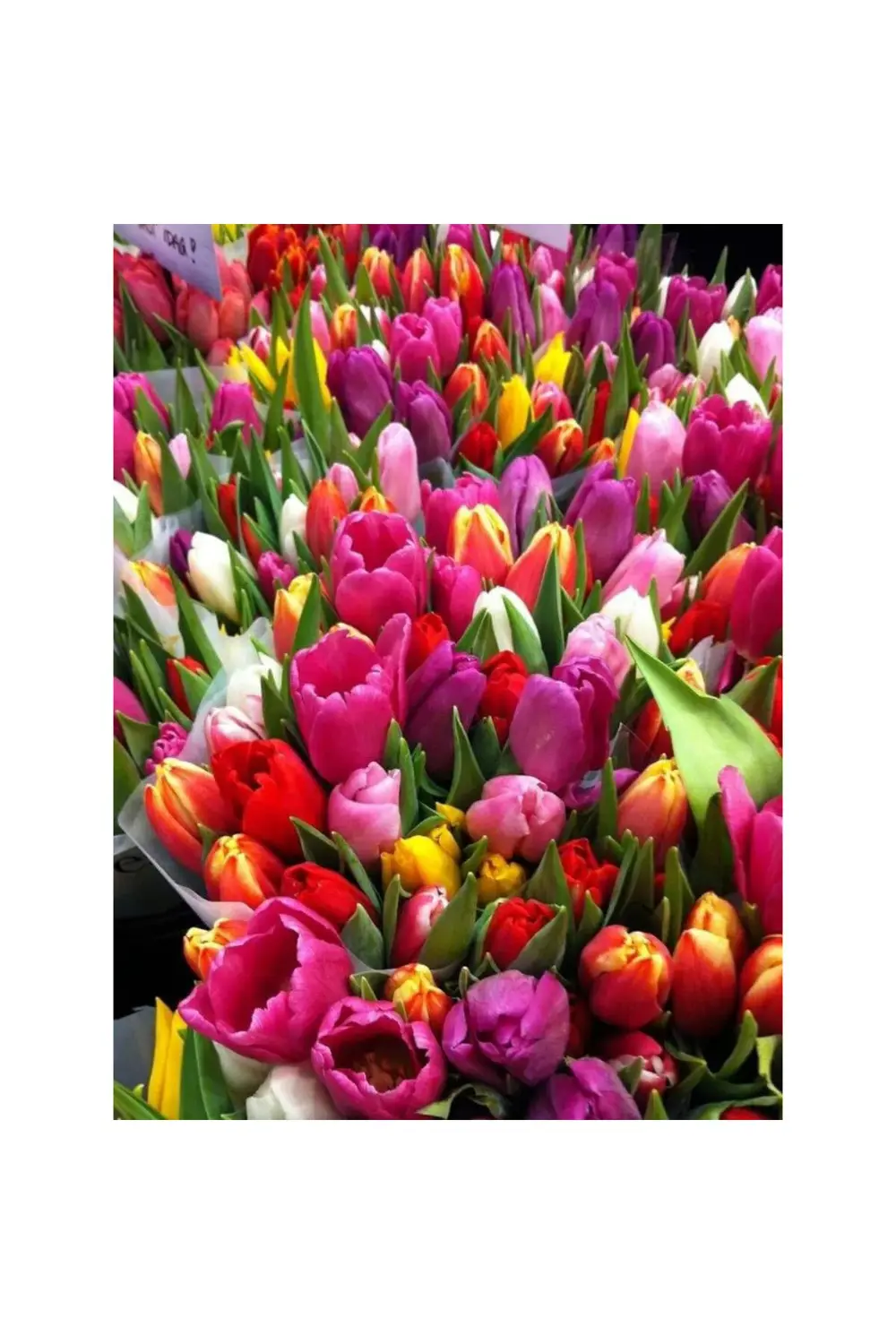 10 Adet Karışık Renkli Lale Çiçeği Soğanı