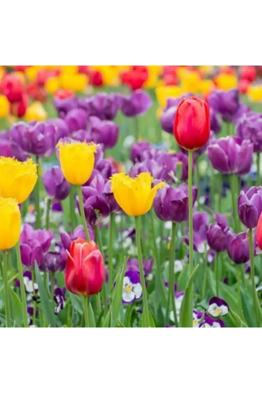 10 Adet Karışık Renkli Lale Çiçeği Soğanı