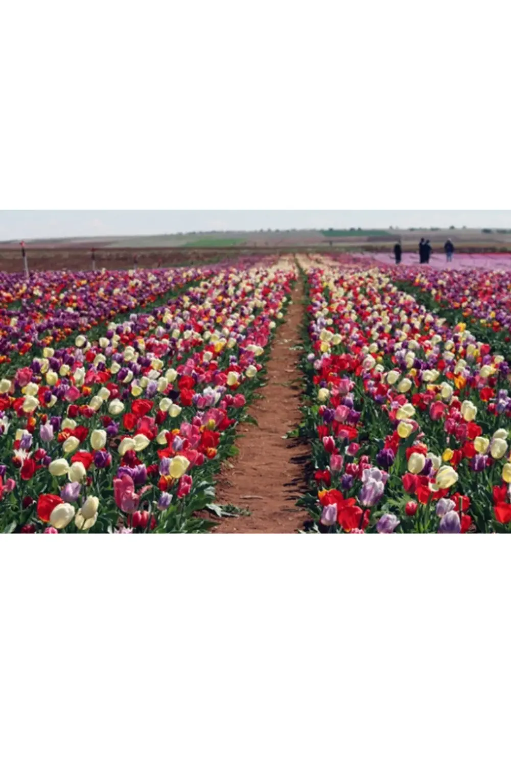 10 Adet Karışık Renkli Lale Çiçeği Soğanı