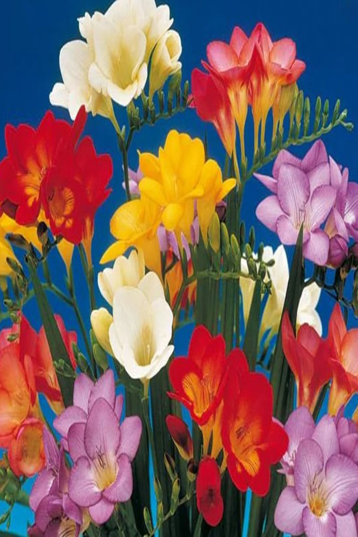 10 Adet Karışık Renk Frezya Çiçeği ( Freesia ) Arpa Çiçeği Soğanı