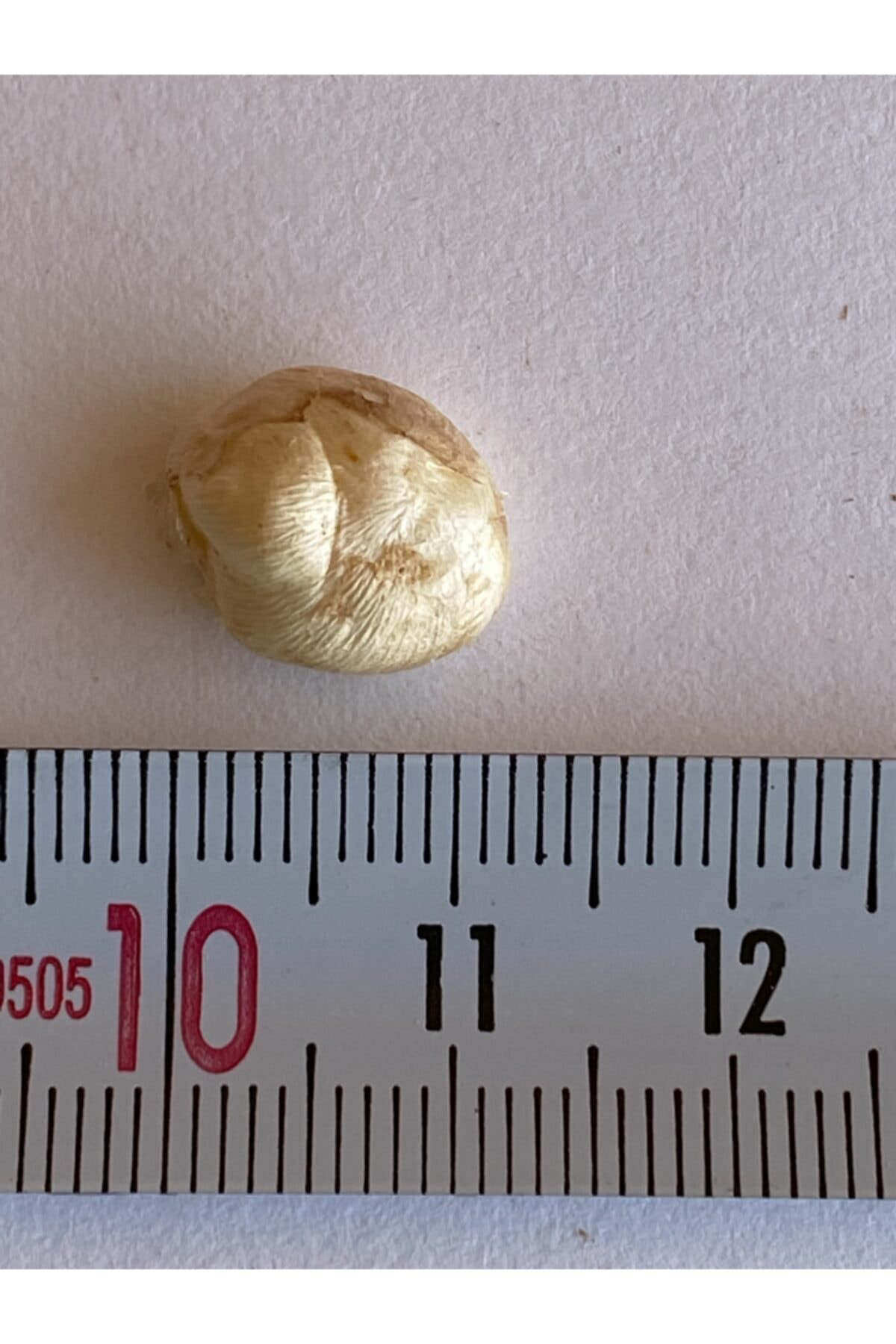 10 Adet Karışık Renk Katmerli Frezya Çiçeği Soğanı Kokulu