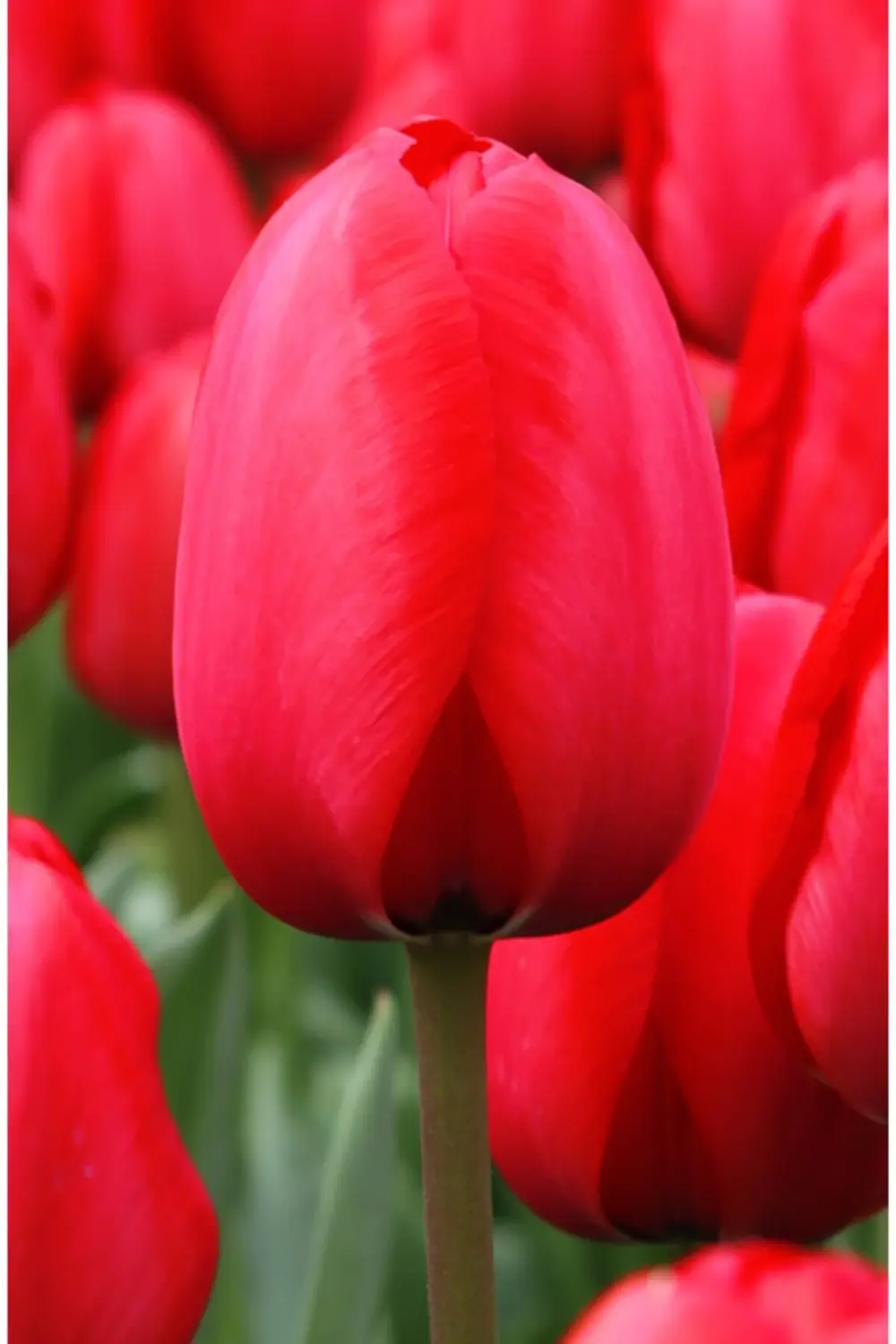 10 Adet Kırmızı Lale Soğanı Red Jimmy