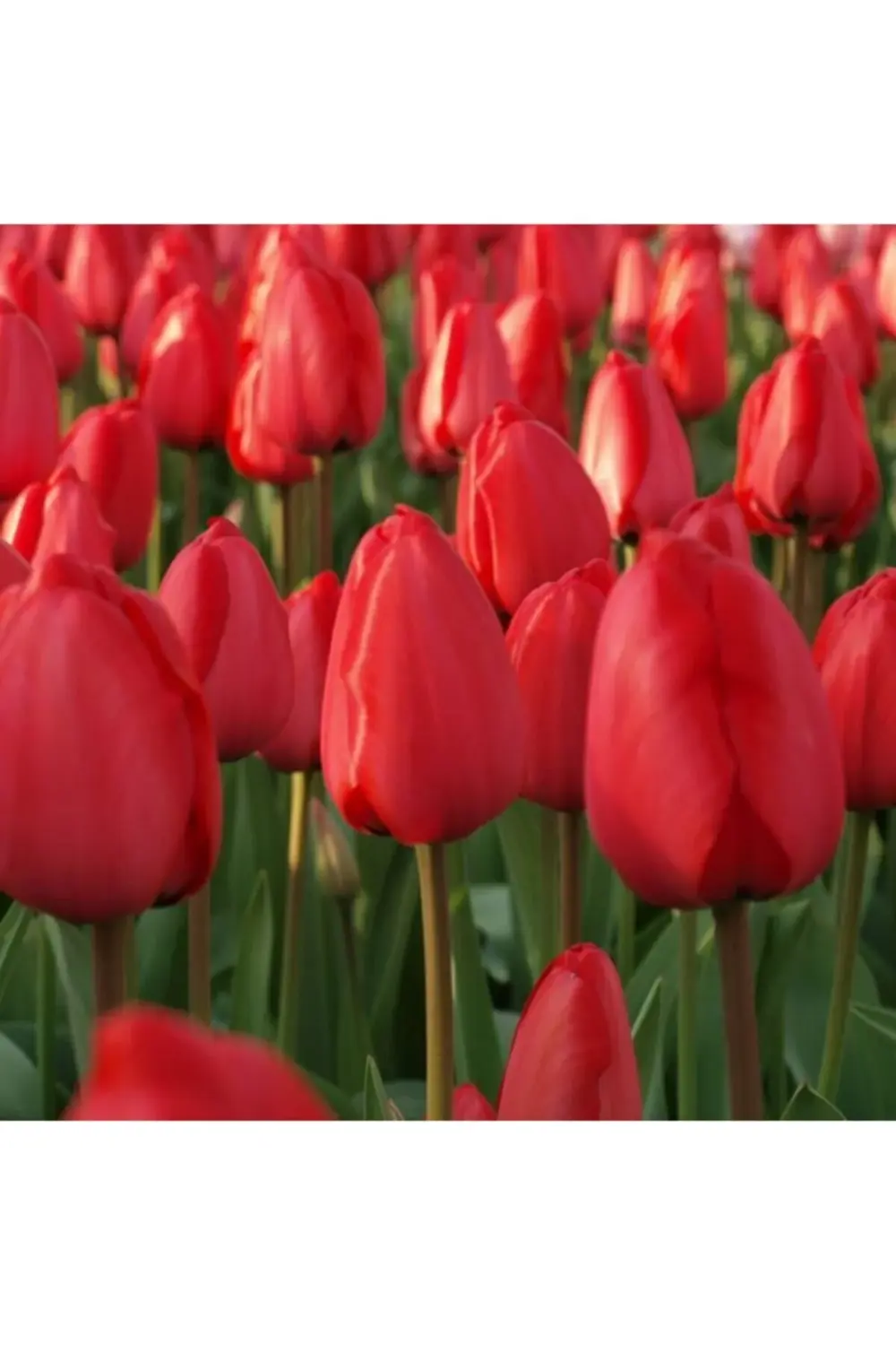 10 Adet Kırmızı Lale Soğanı Red Jimmy