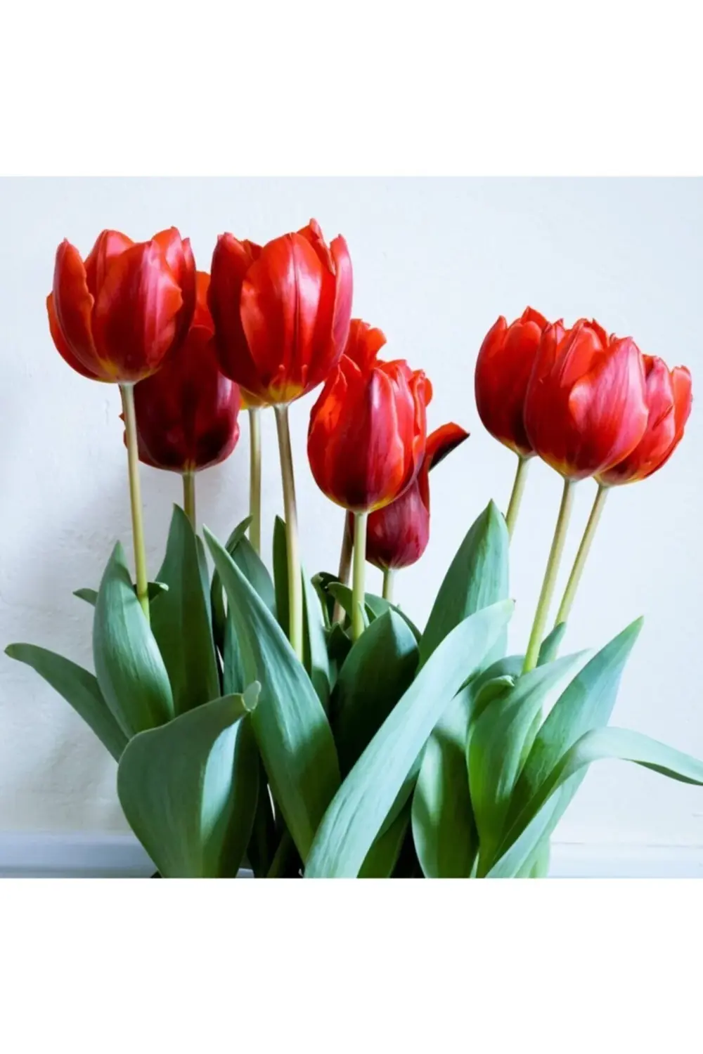 10 Adet Kırmızı Lale Soğanı Red Jimmy