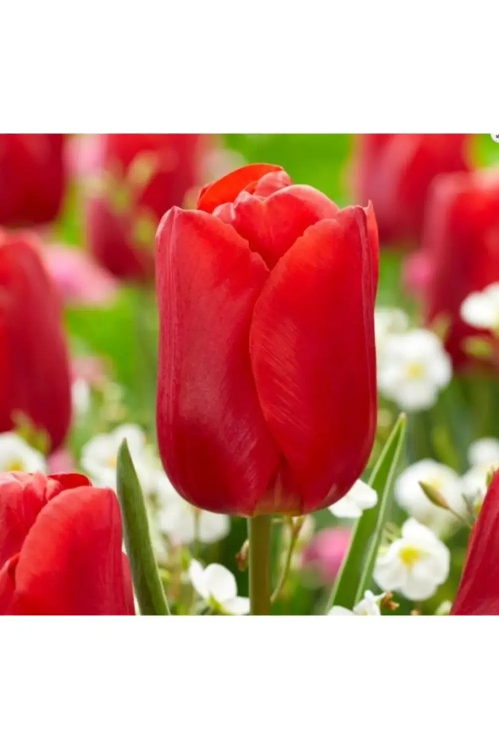 10 Adet Kırmızı Lale Soğanı Red Jimmy