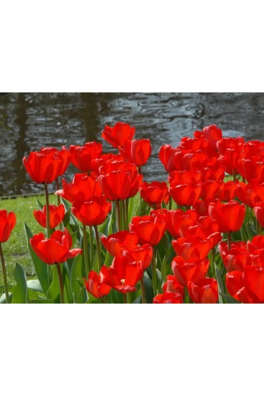 10 Adet Kırmızı Lale Soğanı Red Jimmy