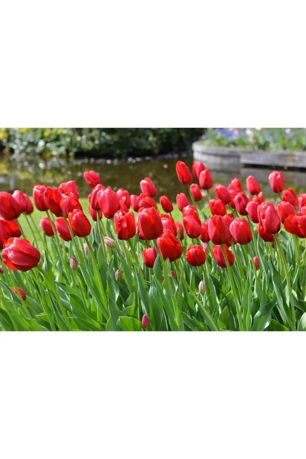 10 Adet Kırmızı Lale Soğanı Red Jimmy