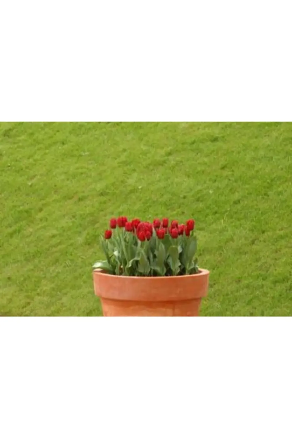 10 Adet Kırmızı Lale Soğanı Red Jimmy
