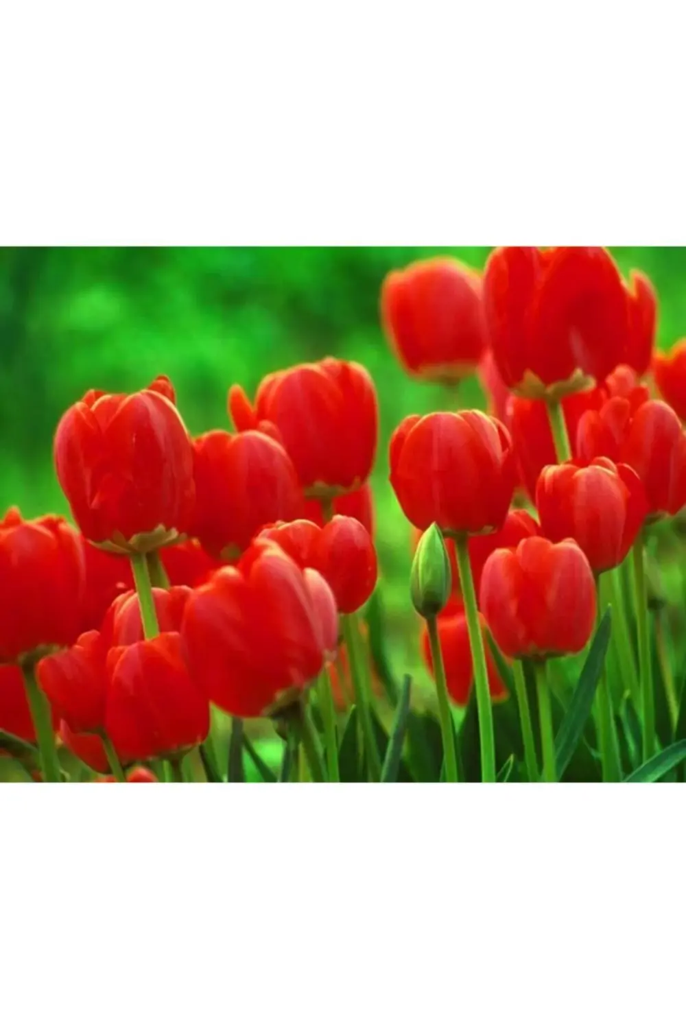 10 Adet Kırmızı Lale Soğanı Red Jimmy