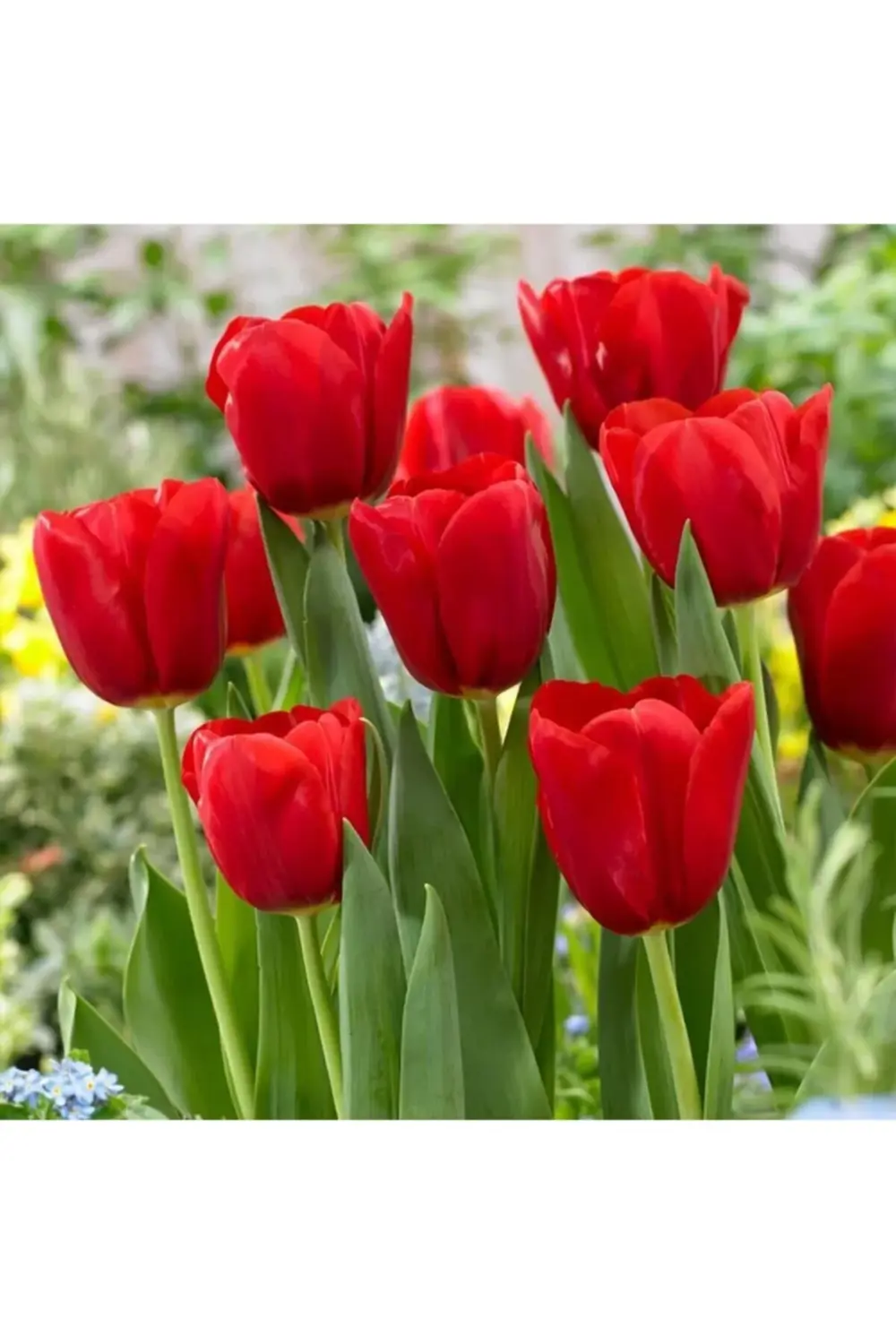 10 Adet Kırmızı Lale Soğanı