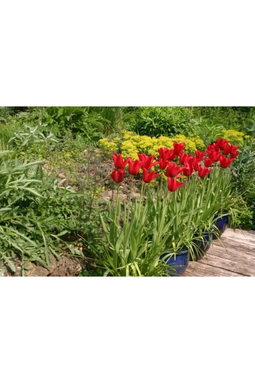 10 Adet Kırmızı Lale Soğanı