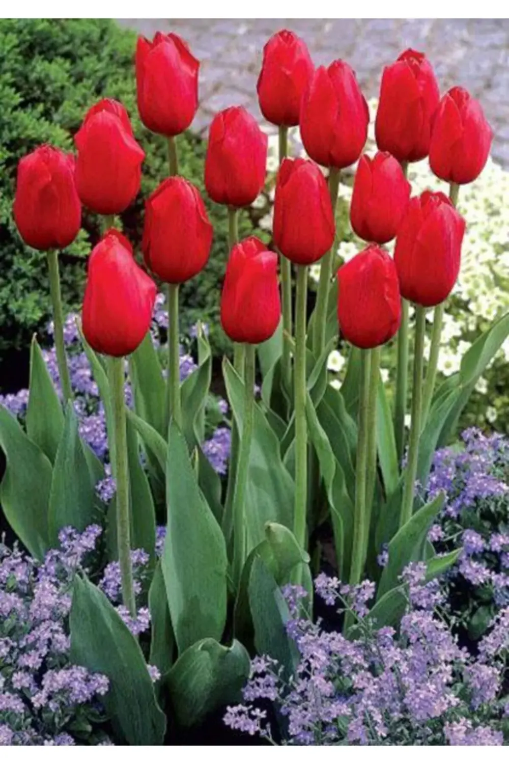 10 Adet Kırmızı Lale Soğanı