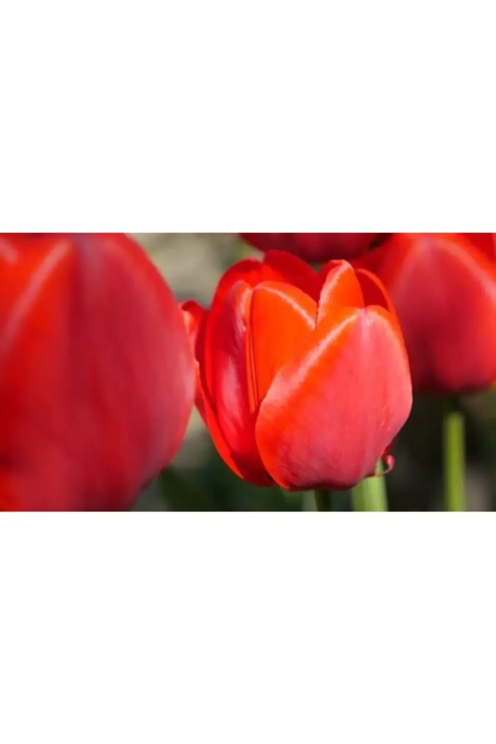 10 Adet Kırmızı Lale Soğanı