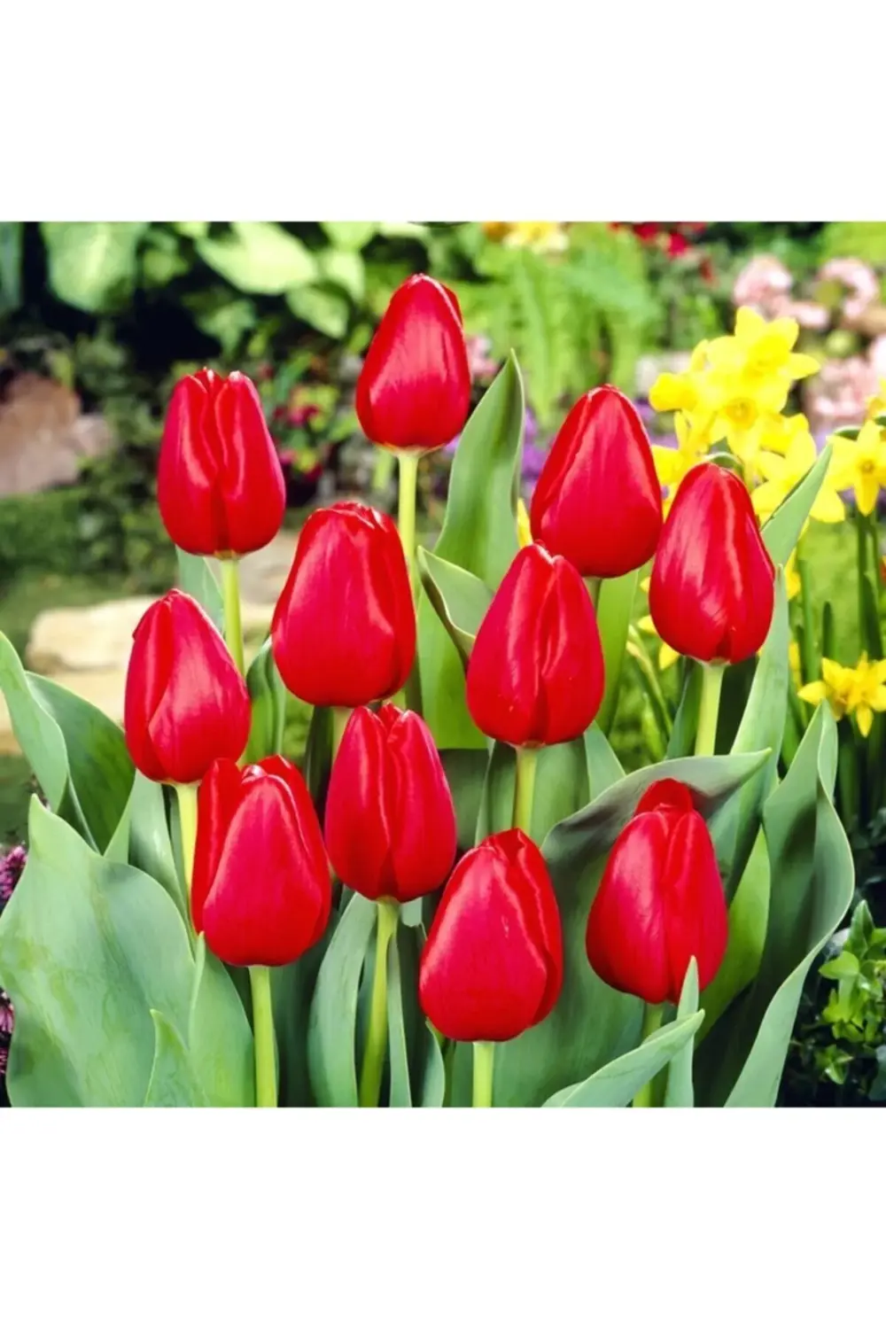 10 Adet Kırmızı Lale Soğanı