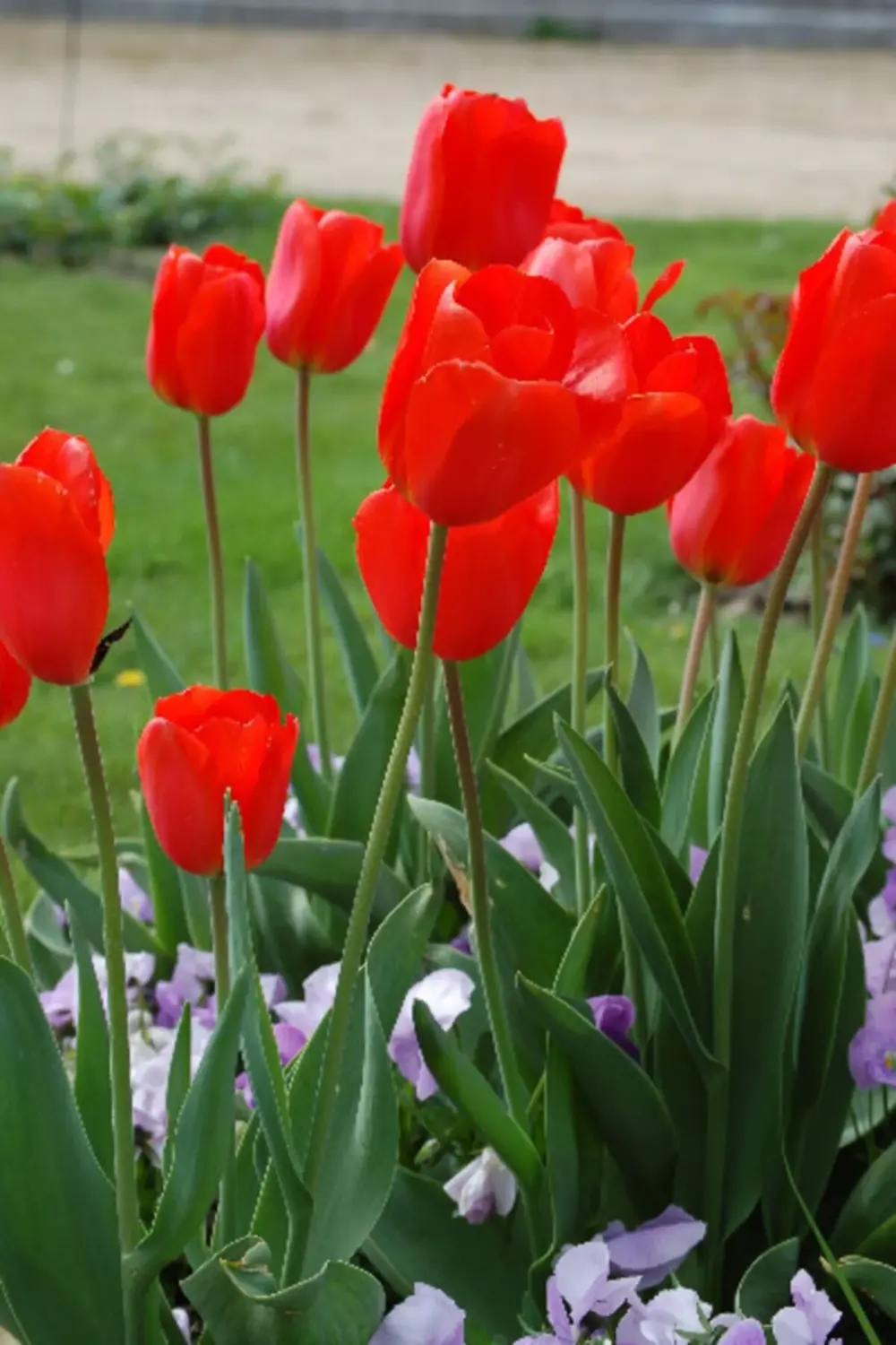 10 Adet Kırmızı Lale Soğanı