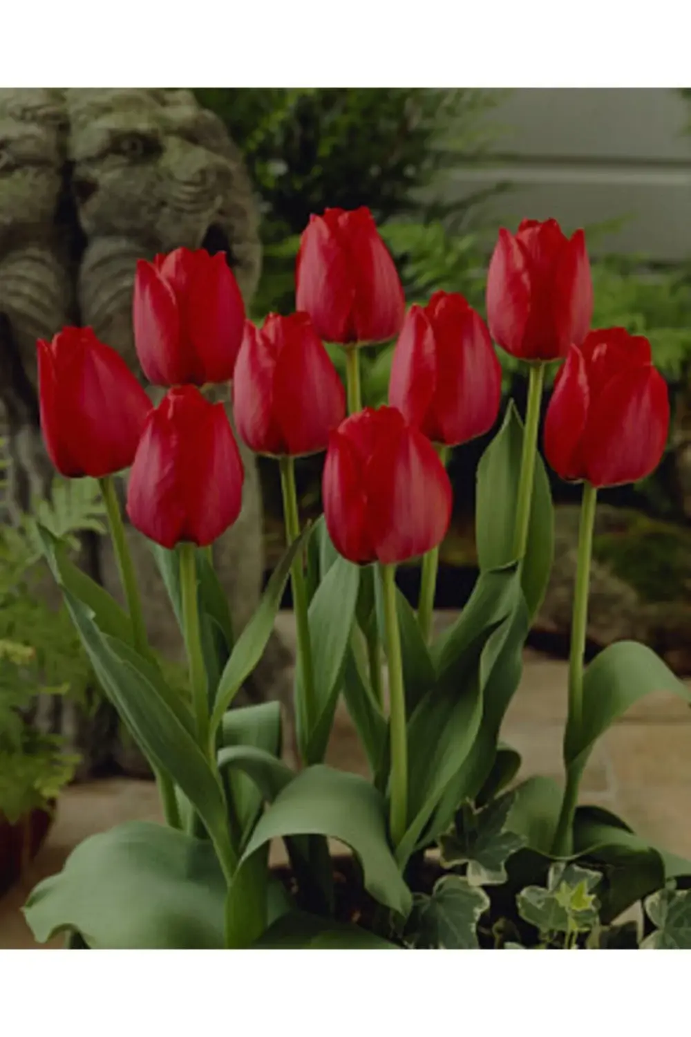 10 Adet Kırmızı Lale Soğanı