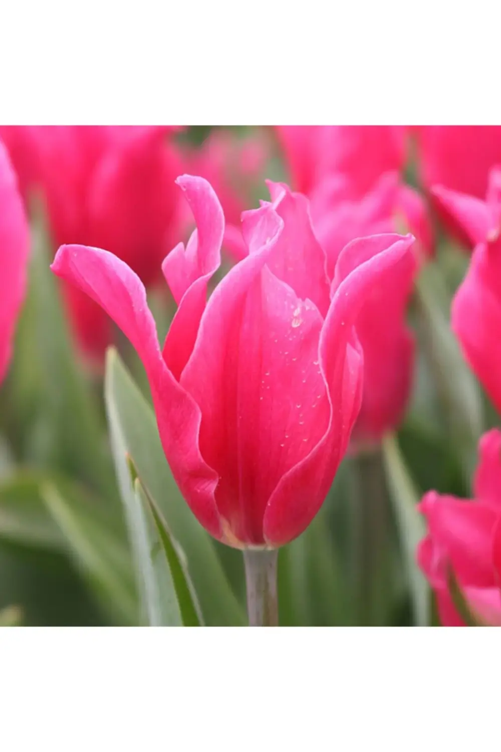 10 Adet Koyu Pembe Lale Soğanı Pretty Love