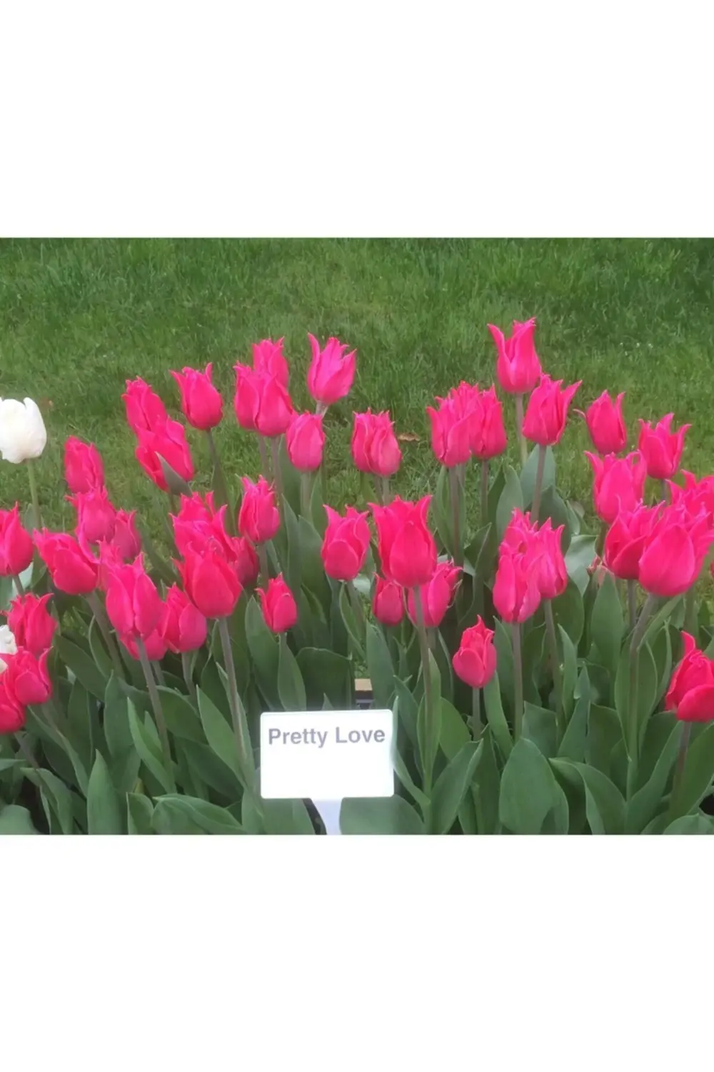 10 Adet Koyu Pembe Lale Soğanı Pretty Love