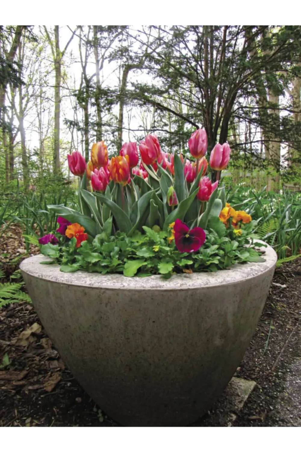 10 Adet Koyu Pembe Lale Soğanı Pretty Love