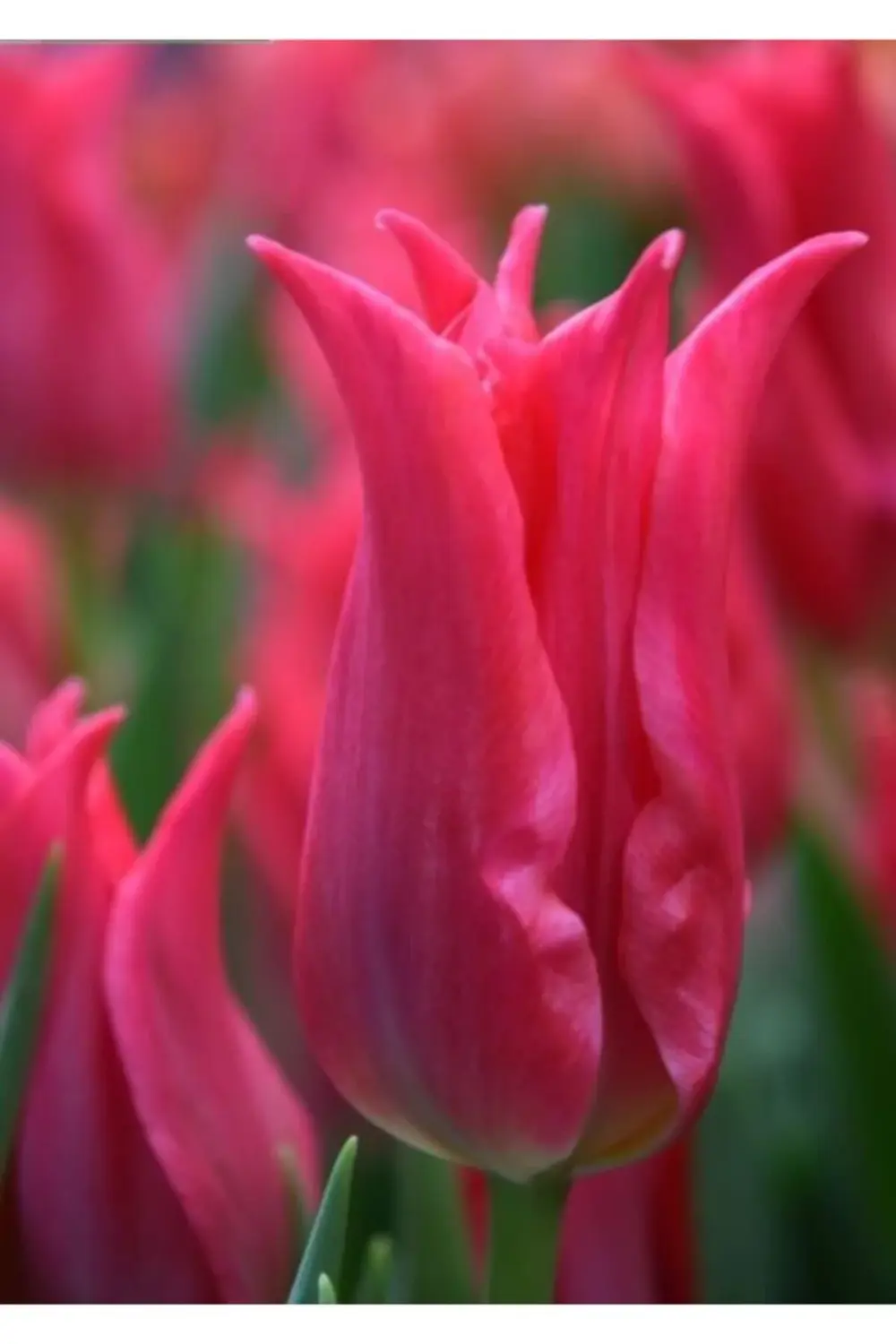 10 Adet Koyu Pembe Lale Soğanı Pretty Love