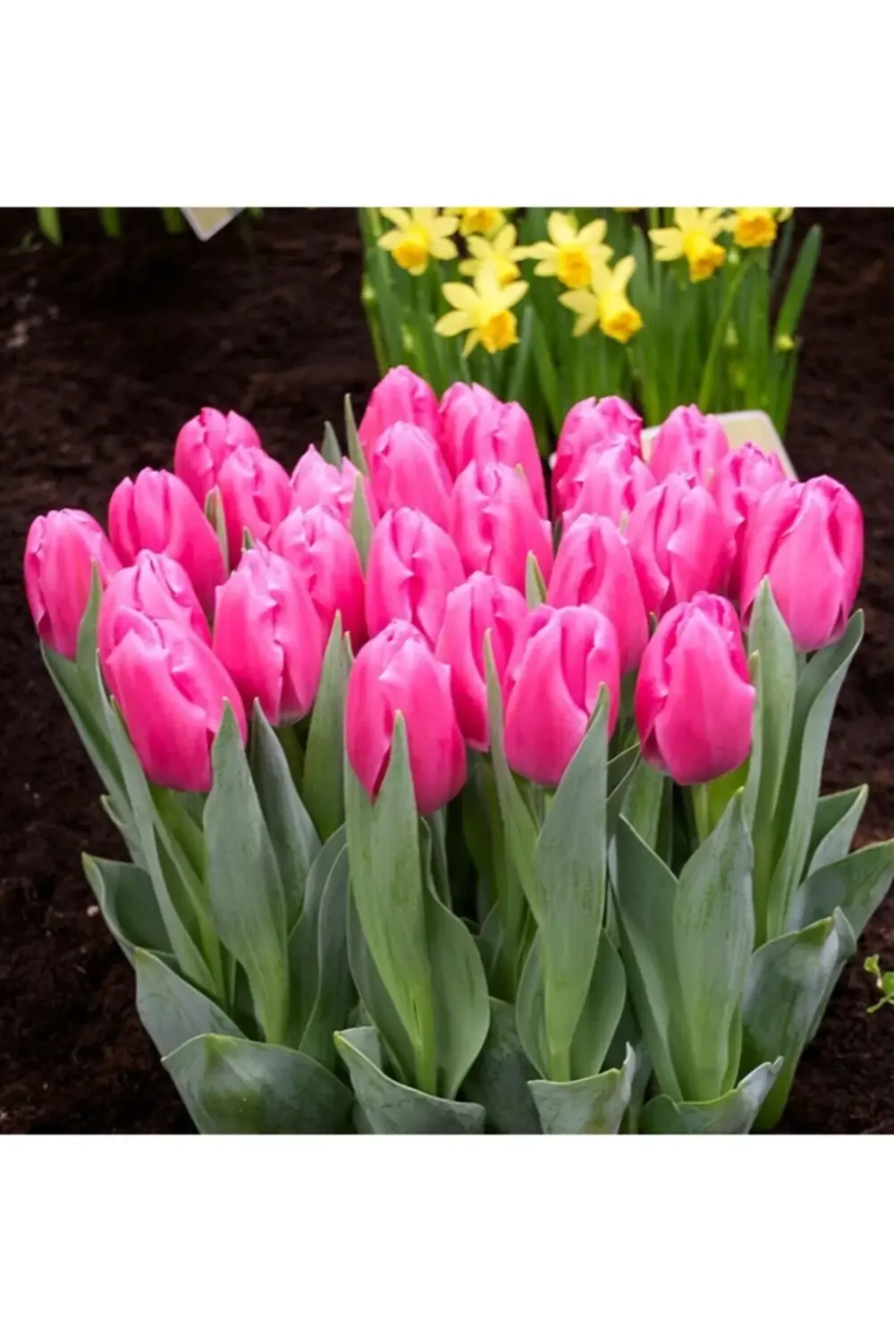 10 Adet Koyu Pembe Lale Soğanı Pretty Love