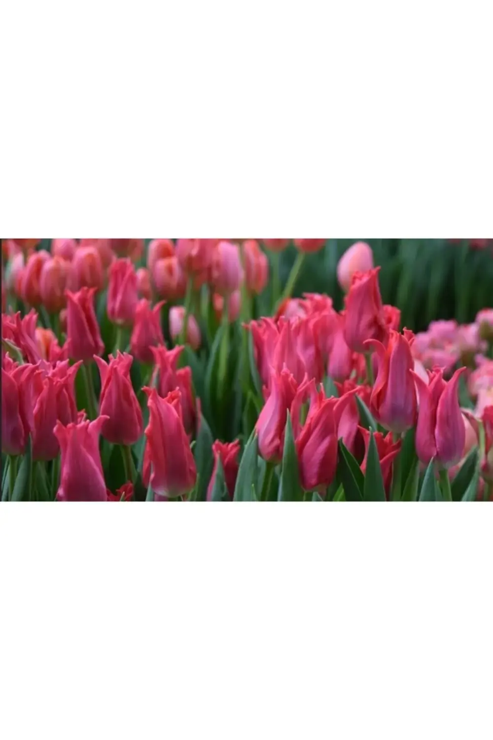 10 Adet Koyu Pembe Lale Soğanı Pretty Love