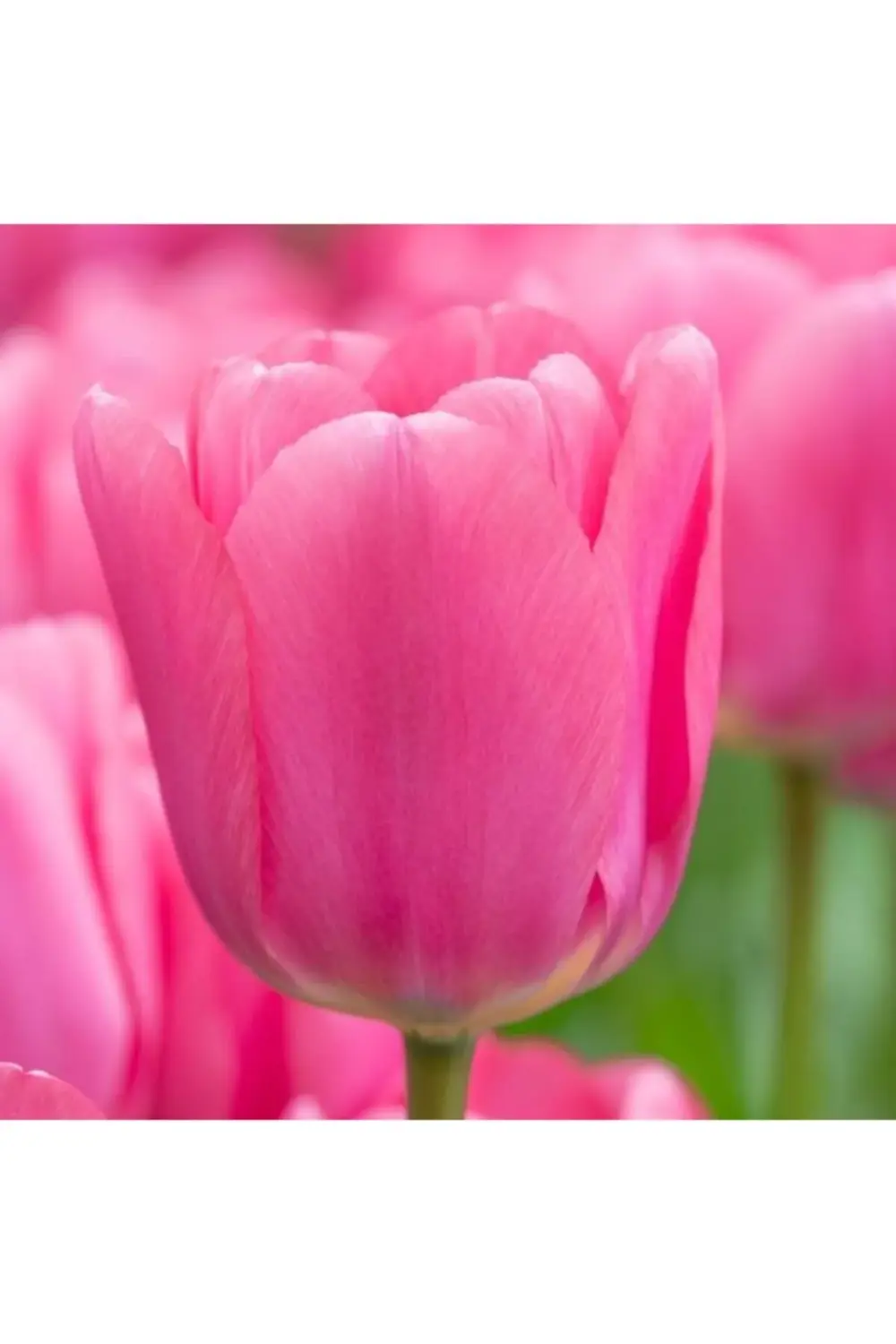 10 Adet Koyu Pembe Lale Soğanı Pretty Love