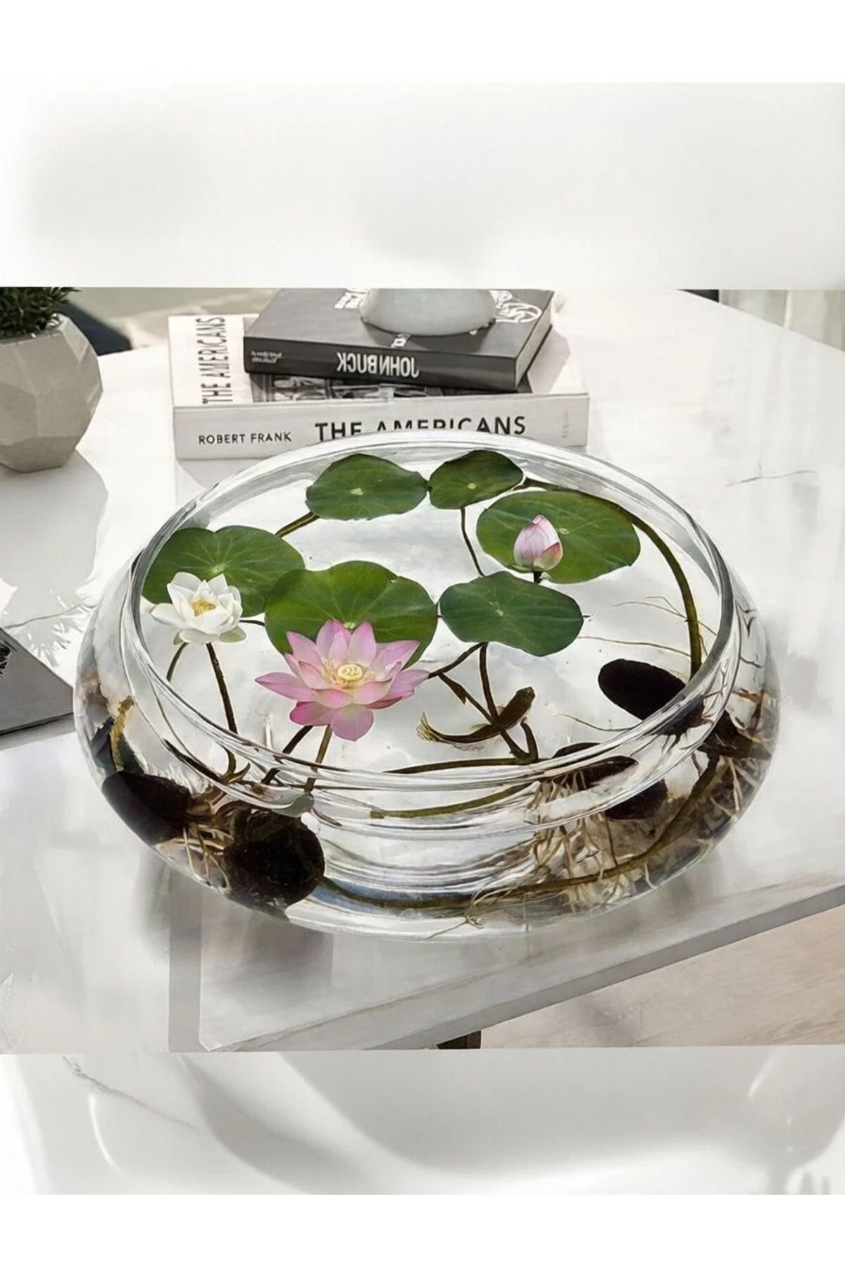 10 Adet Lotus Çiçeği Cam Fanusta Yetişen Su Çiçeği Tohumu Kutsal Lotus Tohumu