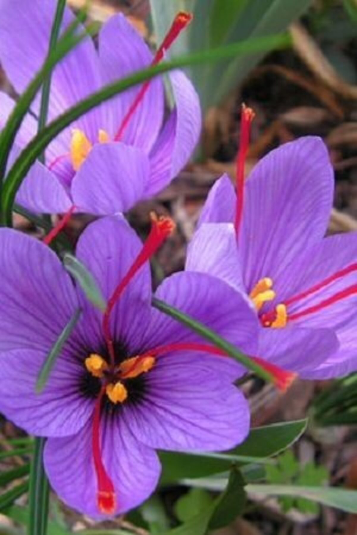 Alanyatropikal 10 Adet Mor Renkli Safran Çiçeği Soğanı Kokulu