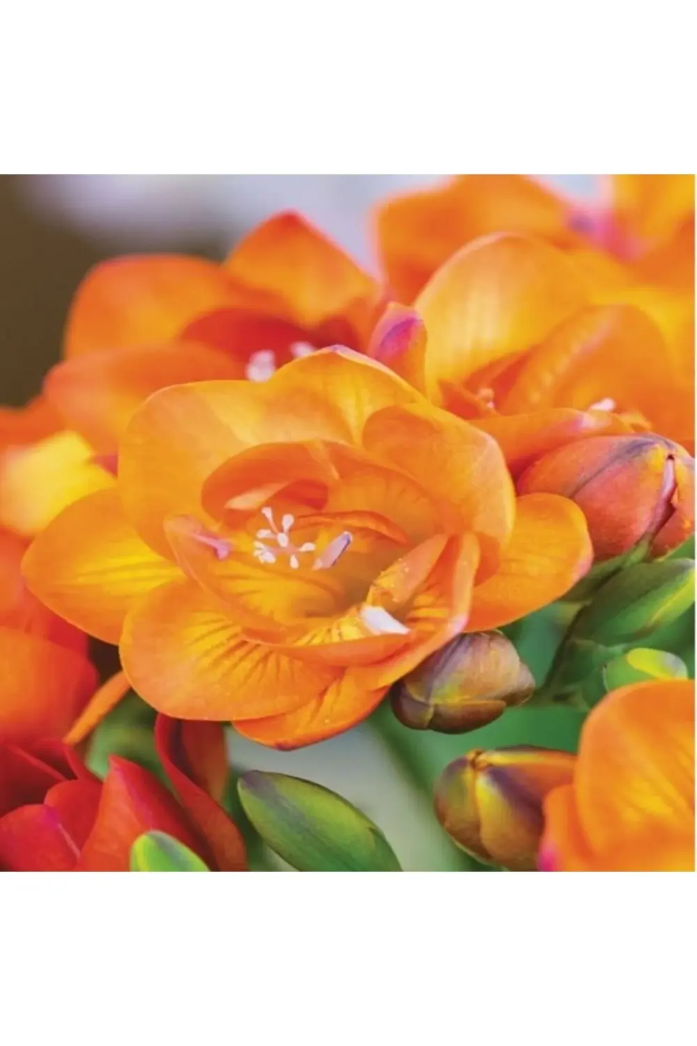 10 adet Orange Katmerli Frezya Çiçeği Soğanı