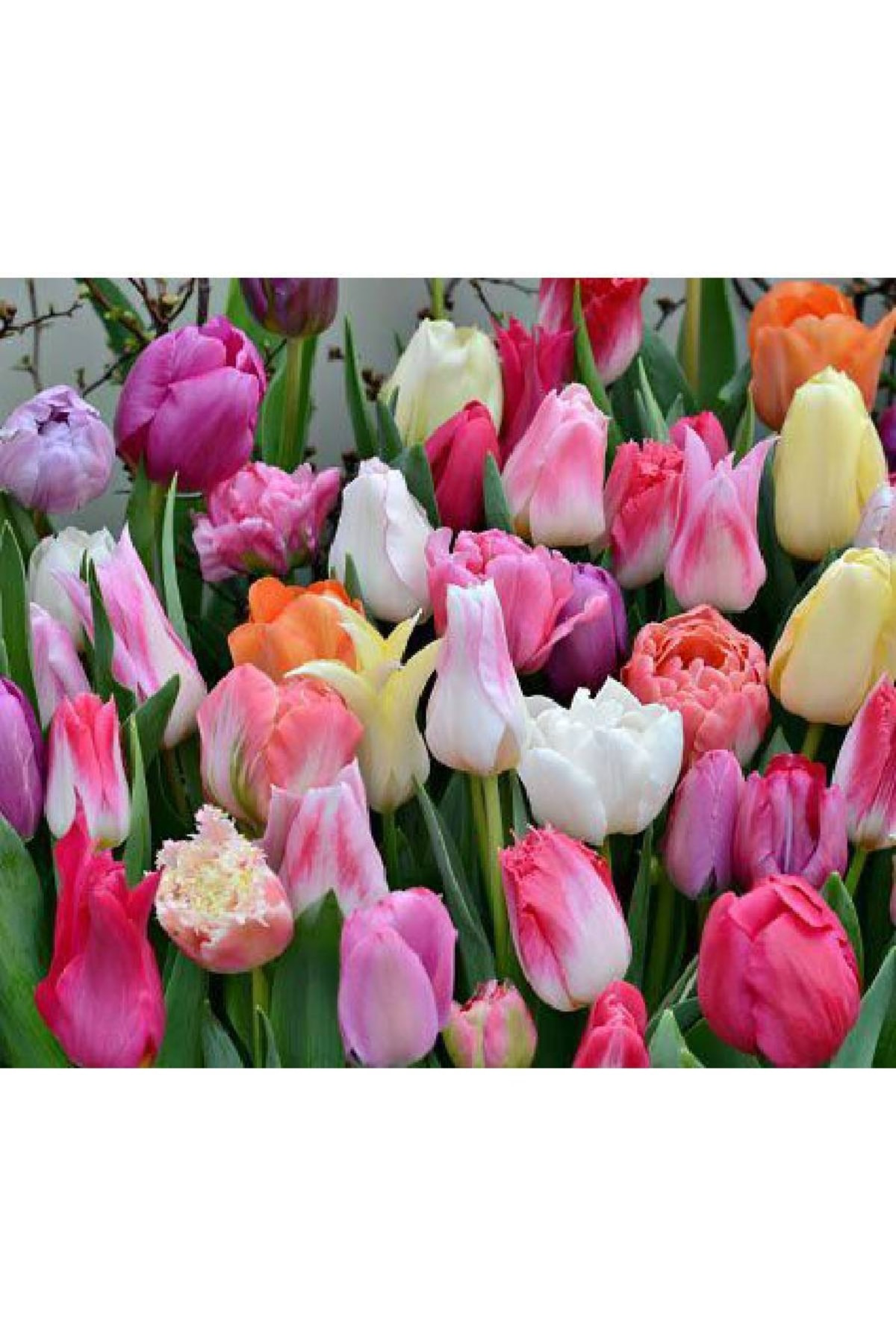 Gardenya Tohumculuk 10 Adet Özel Karışık Renkli İthal Lale Soğanı